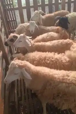 domba potong betinaan 25kiloan siap akikah tahun baruan hajatan nazar