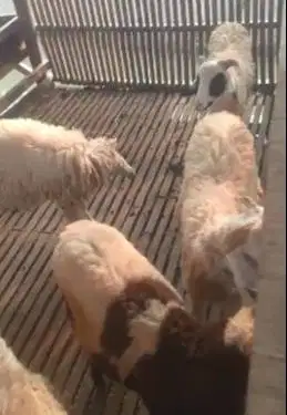 domba potong betinaan 25kiloan siap akikah tahun baruan hajatan nazar