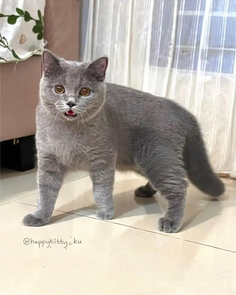 Kelly betina blue solid british shorthair fortune cat jdhin gaelic oke