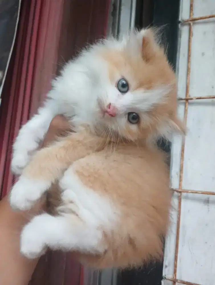 Baby kucing persia