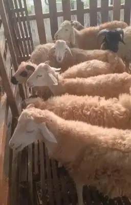 domba potong betinaan 25kiloan siap tahun baruan akikahan nazar hajat