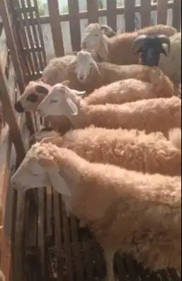 domba potong betinaan 25kiloan 9-12 bln siap hajatan nazar tahun baru