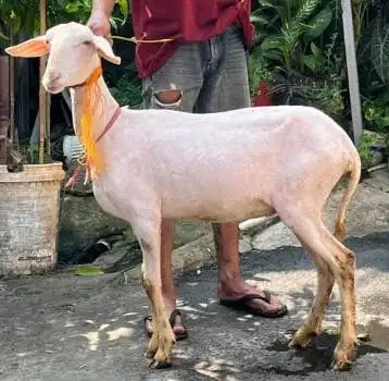 domba potong betinaan 25kiloan siap potong hajatan nazar tahun baruan