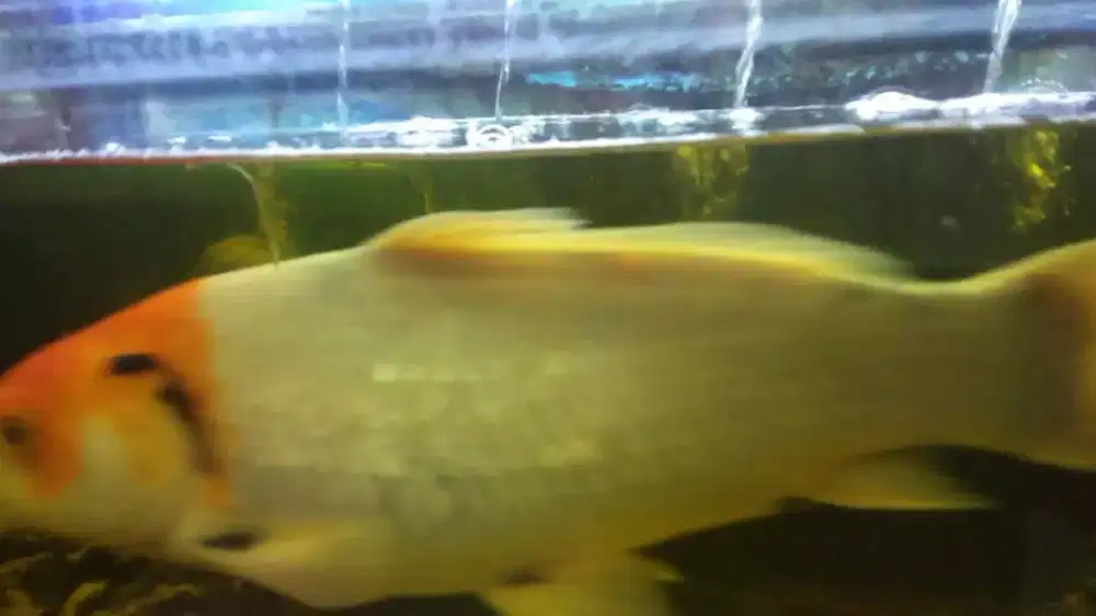 Ikan koi besar ukuran kurang lebih 40cm