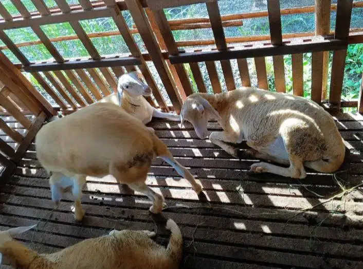 domba potong betinaan 25kiloan 9-12 bln siap nazar hajatan thn baruan