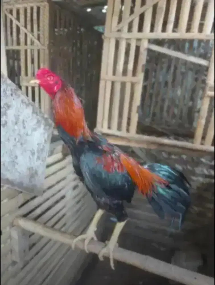 Jual 2 ekor ayam pakoy & mangon