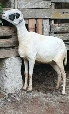 domba potong betinaan 25kiloan 9-12 bln siap nazar hajatan thn baruan