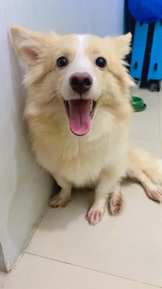Anjing minipom mix corgi