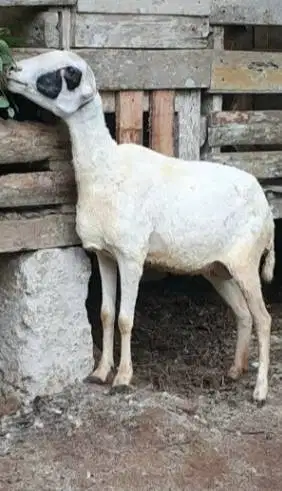 domba potong betinaan 25kiloan siap hajatan thn baruan nazar manteb ok