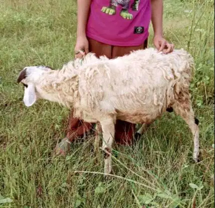 domba potong betinaan 25kiloan siap hajatan thn baruan nazar manteb ok