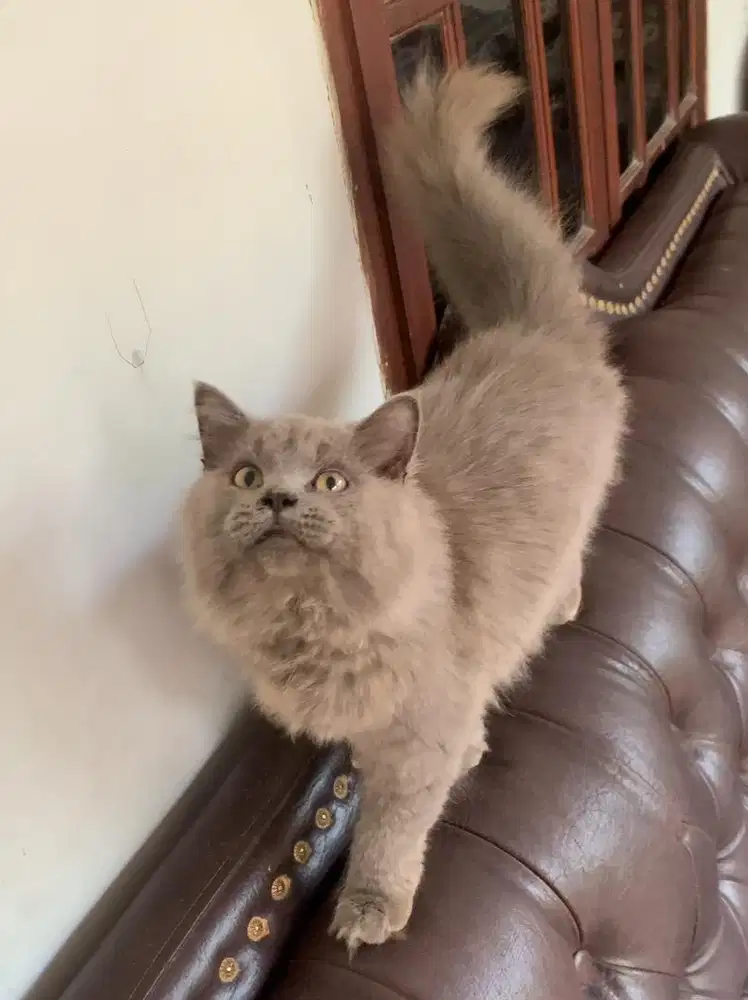 Kitten Longhair Persia mix BSH