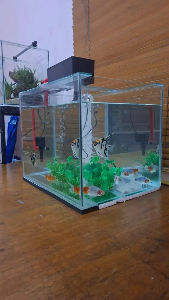 Aquarium 45x35x35 dan isinya