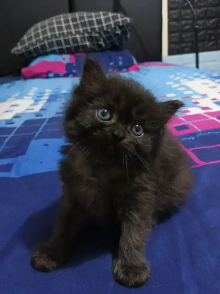 kitten persia medium