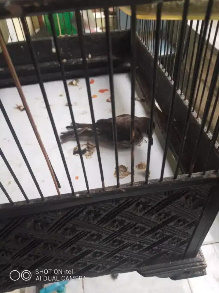 Terucuk kaki 1 di BSD