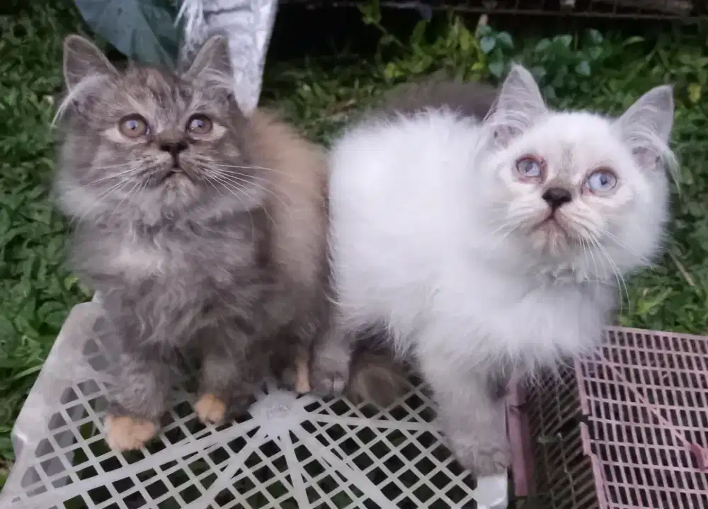 anak kucing Persia