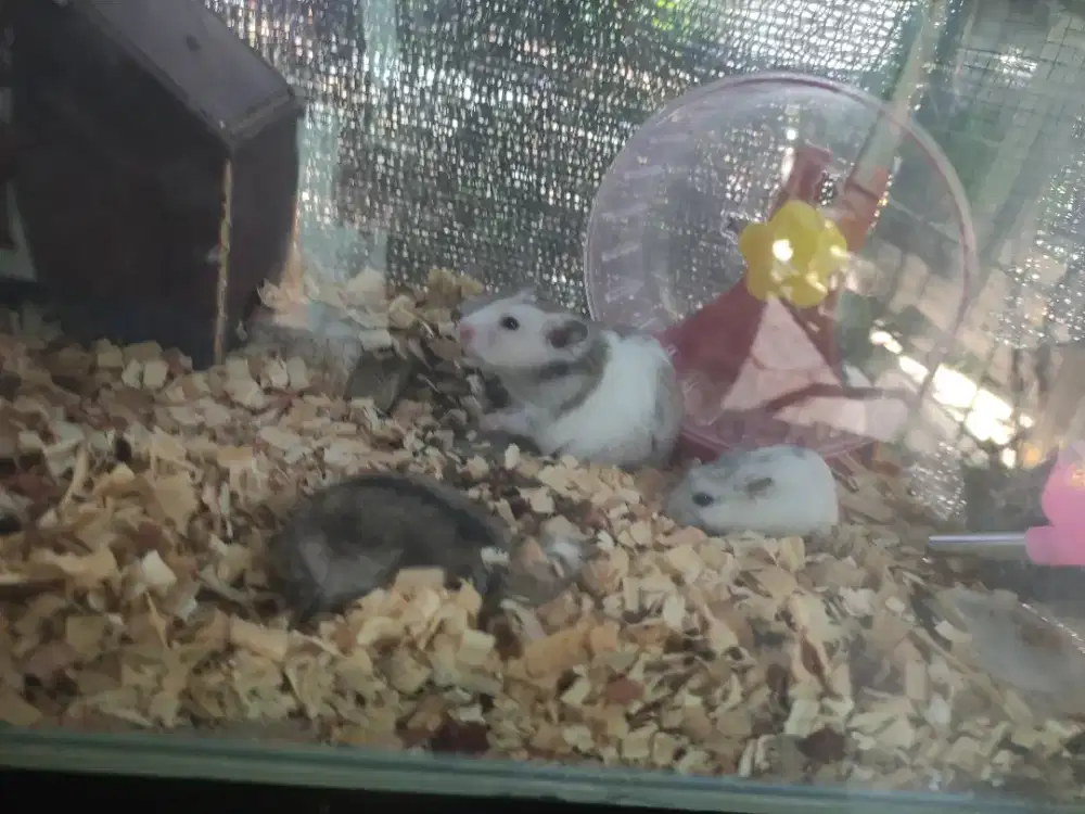 Hamster ada 3 pcs