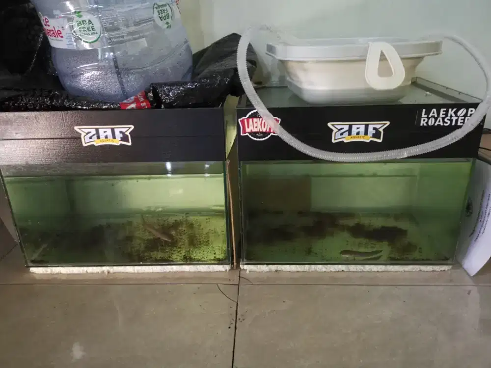 Aquarium tank channa