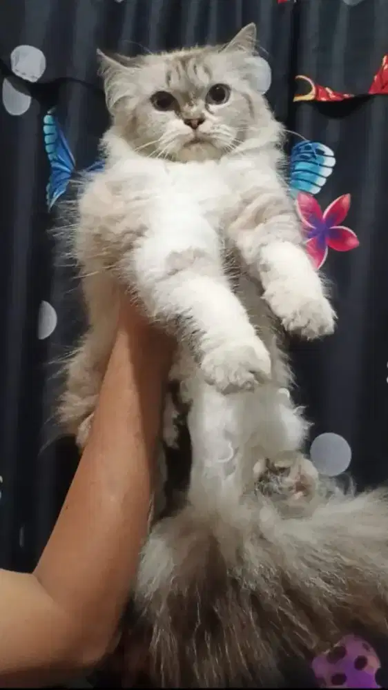 Kucing himalaya bigbone longhair betina