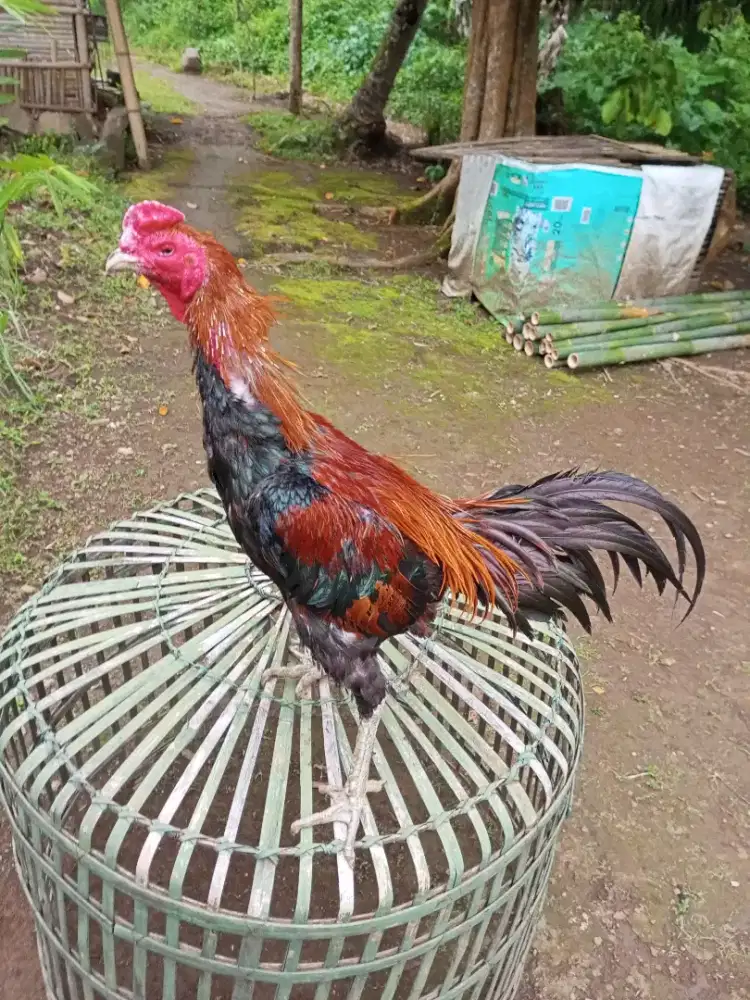 Ayam Bangkok Saigon Super Big Size