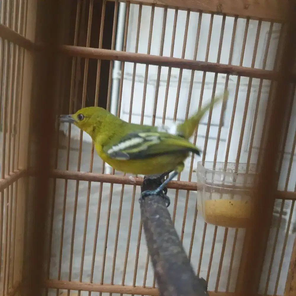 Cipow giras volume nyipow kenceng