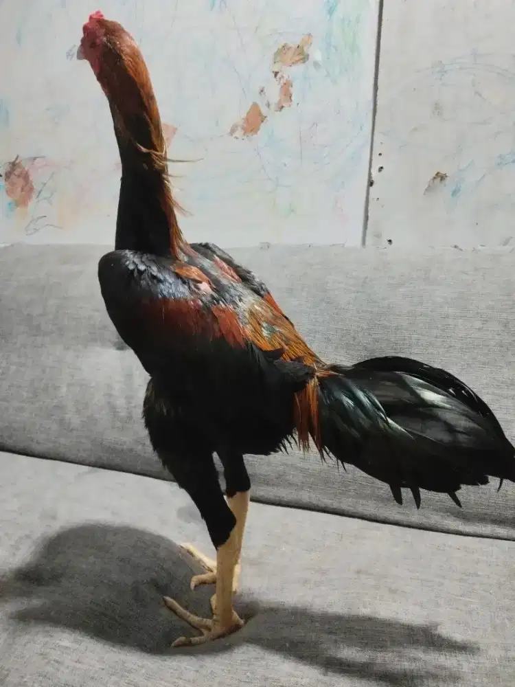 Jual ayam pakhoy x shamo tinggi gede