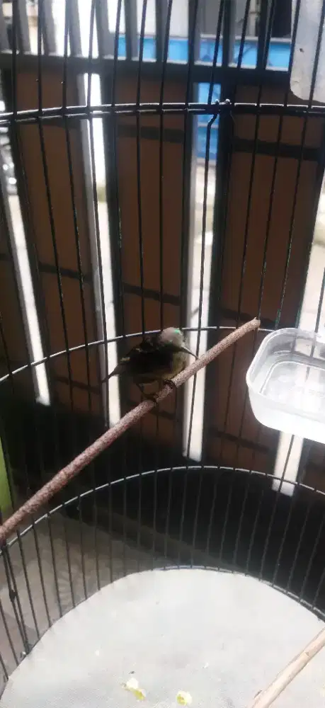 Kolibri ninja / konin dada coklat (dacok)