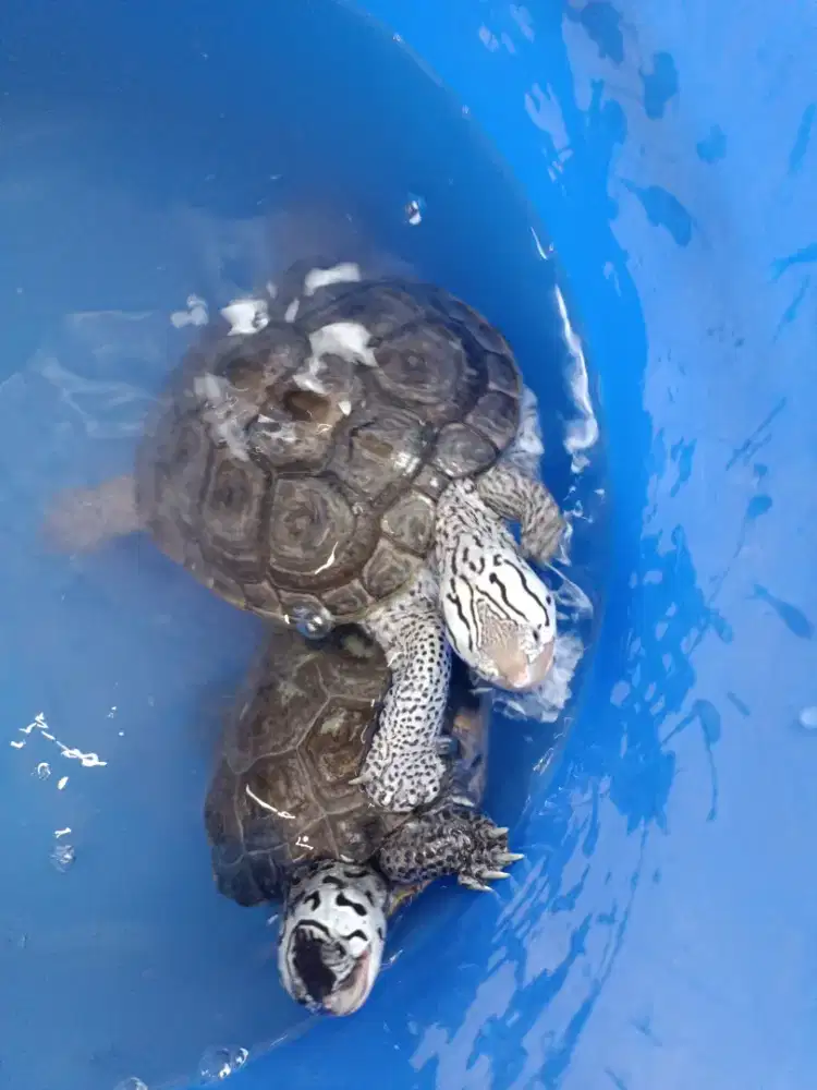 Kura kura air DBT Kura Diamond Back Concentric Peliharaan Eksotis