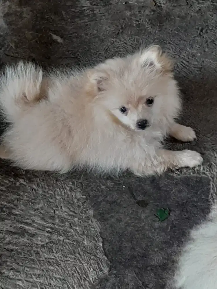 German spitz, jantan, 3,5 bln