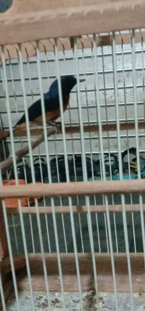 Burung tledekan bakau