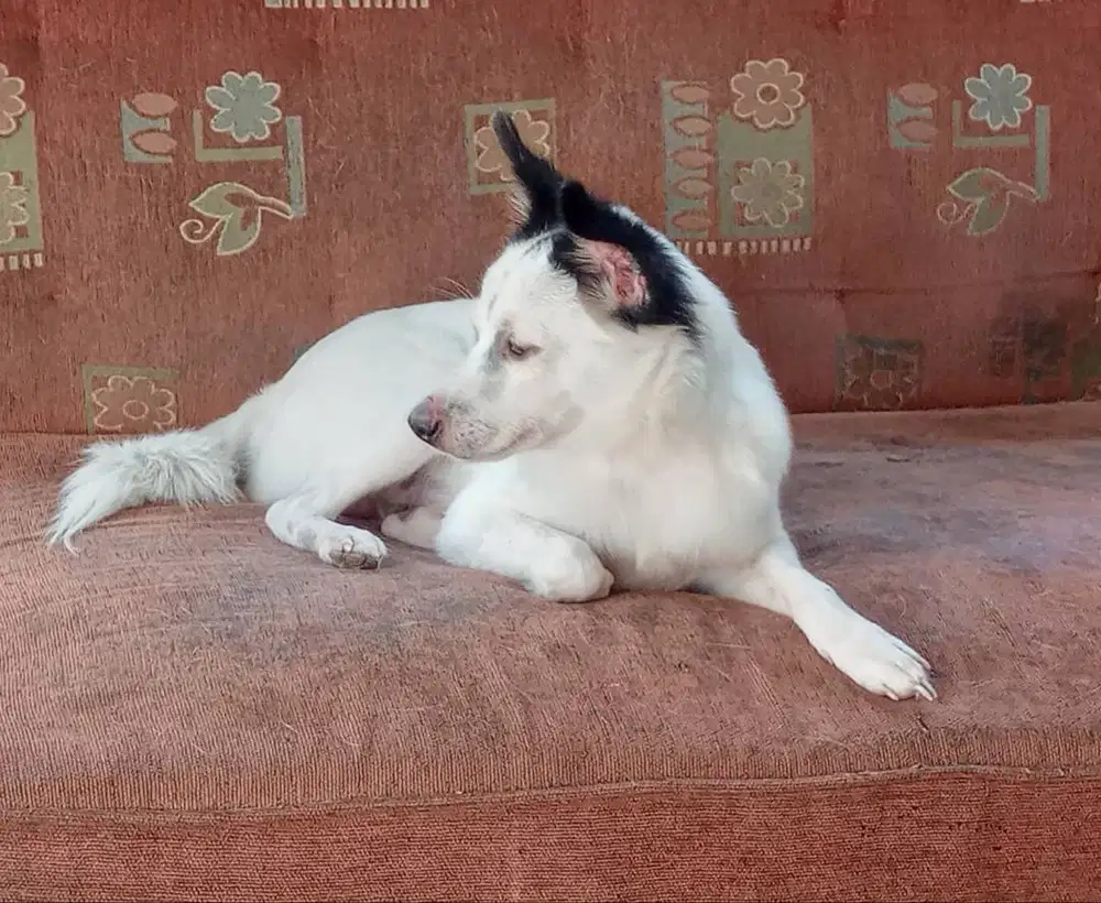 Anjing Cakep Marking Unik