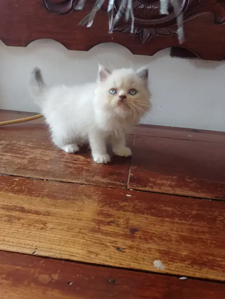 Kucing persia himalaya