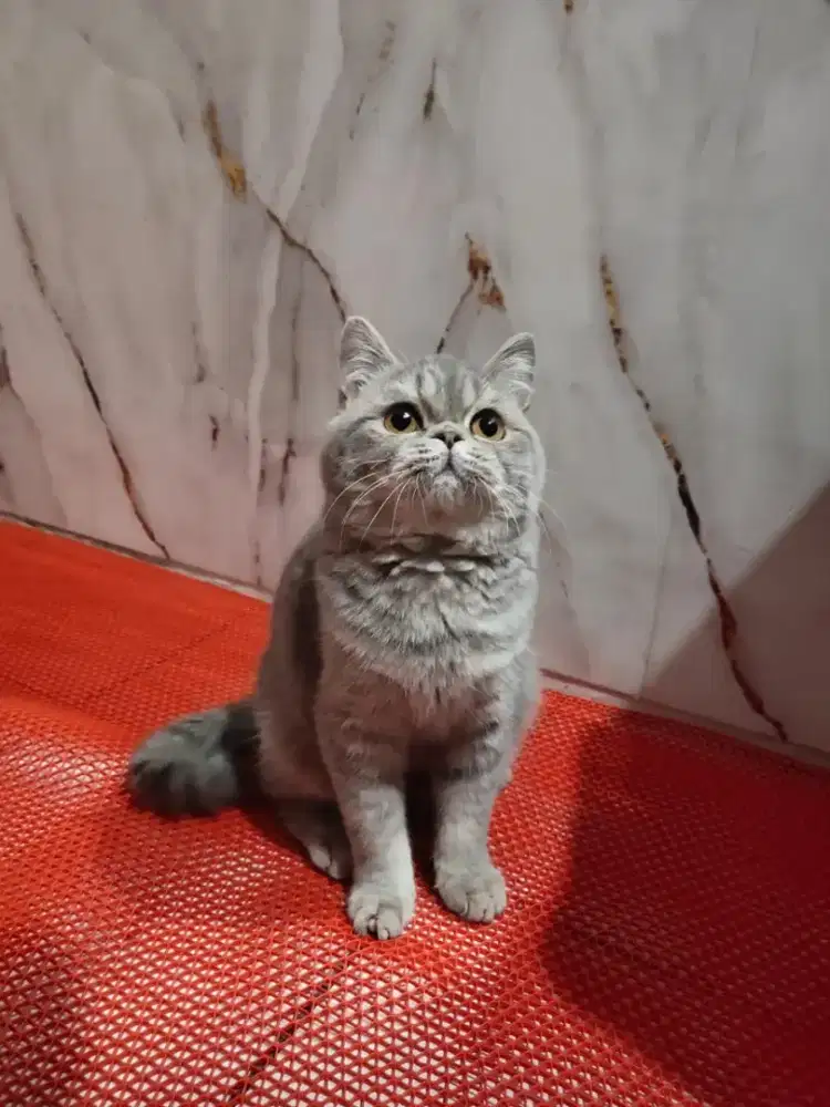 BSH British Short Hair Betina