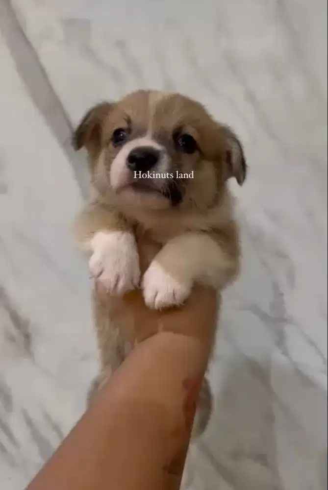 Dijual anak anjing puppy Corgi jantan\male sable white vaksin stambum