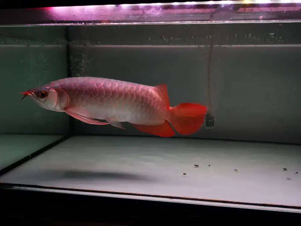 Arowana super red 32cm up