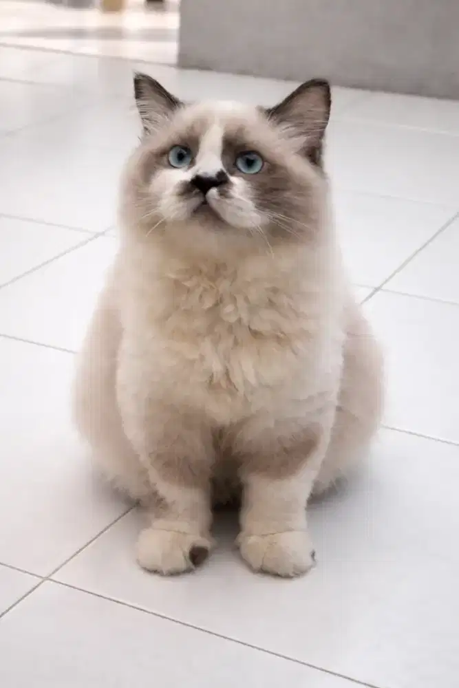 Kucing ragdoll persia himalaya