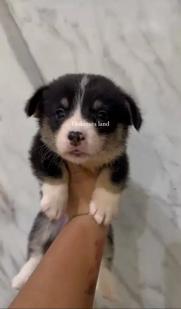 Dijual anak anjing puppy Corgi jantan\male tri color vaksin stambum