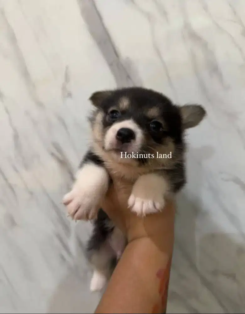 Dijual anak anjing puppy Corgi jantan\male tri color vaksin stambum