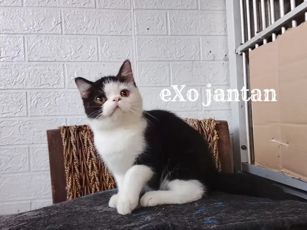 Kucing exo jantan