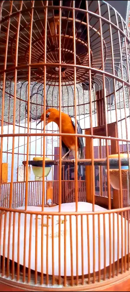 BURUNG ANIS MERAH RING PPN ZAINAL GAVOR TELER MINUS