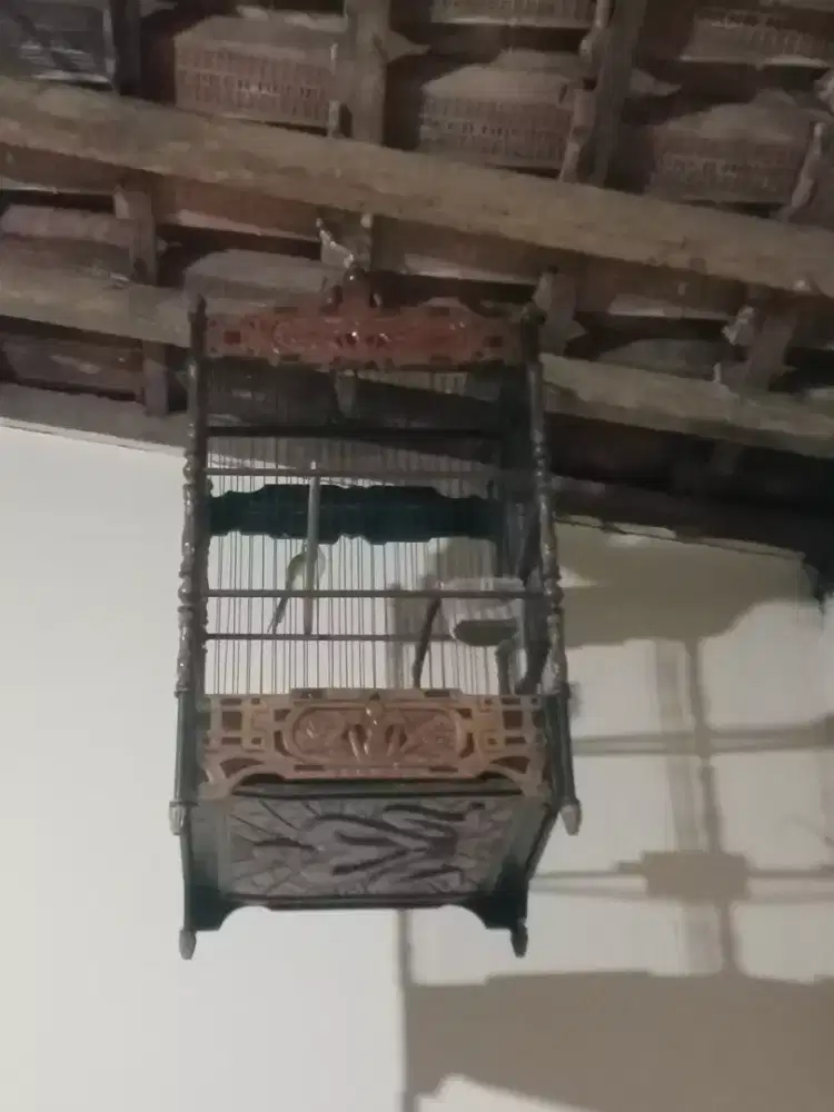 Ciblek medang gacoor ngebrem variasi