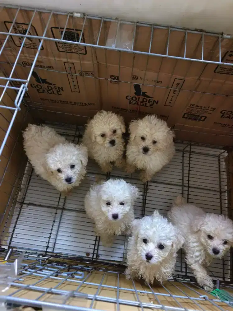 Poodle puppy jantan dan betina murah meriah