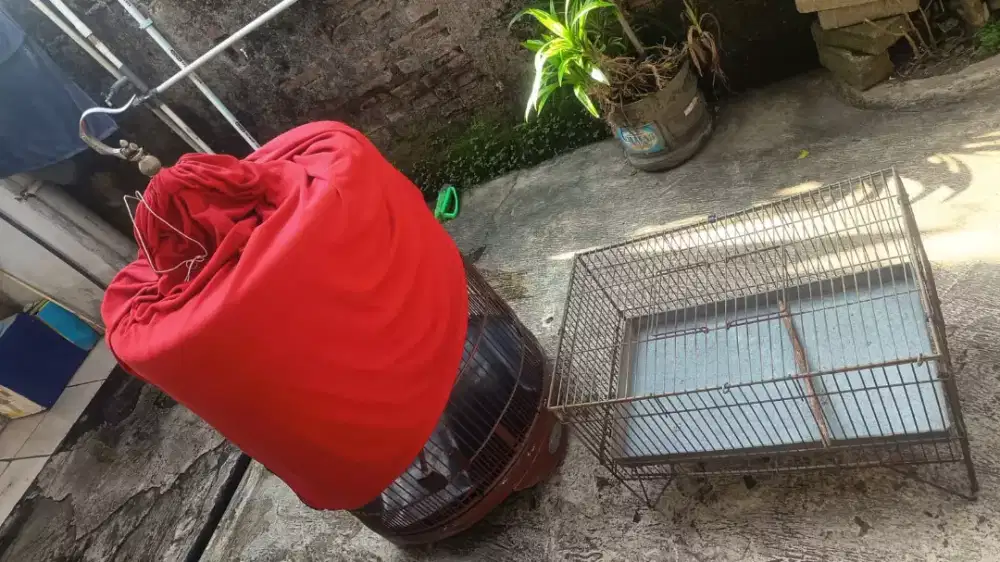 kandang dan umbaran burung murai