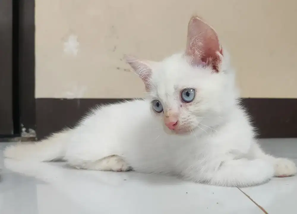 Munchkin jantan redpoint / kucing kaki pendek