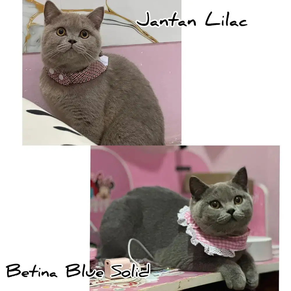BSH Jantan Betina British Short Hair