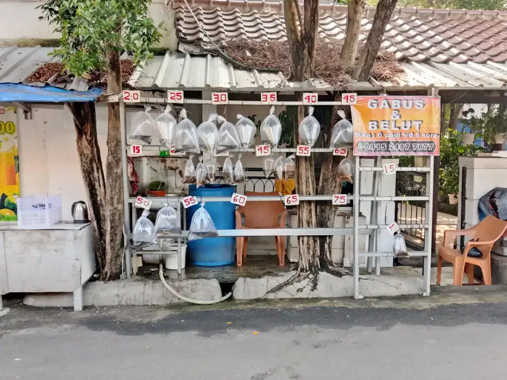 Jaga lapak ikan gabus dan belut(permpuan)