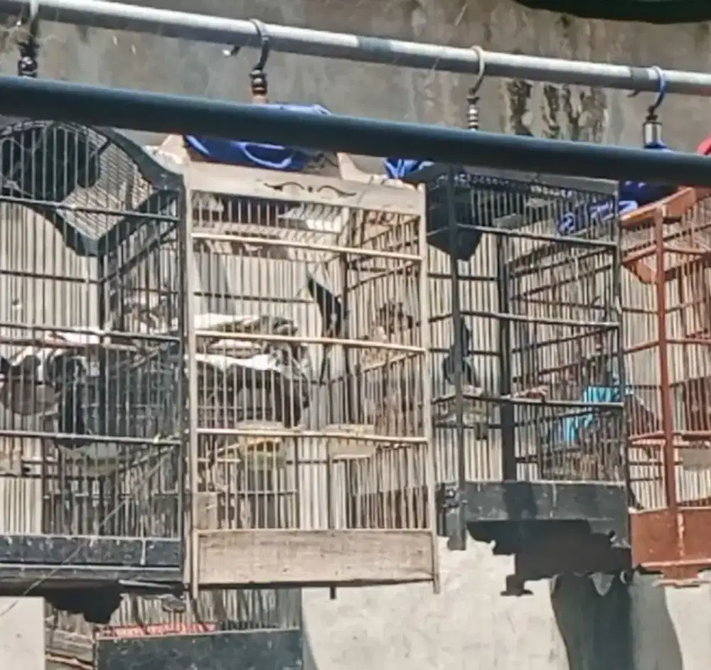 Burung kacer poci vortot dah pada ngobra