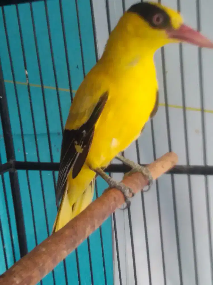 KEPODANG JAWA JINAK ANTENG GALAK 1 JUTA FULSET