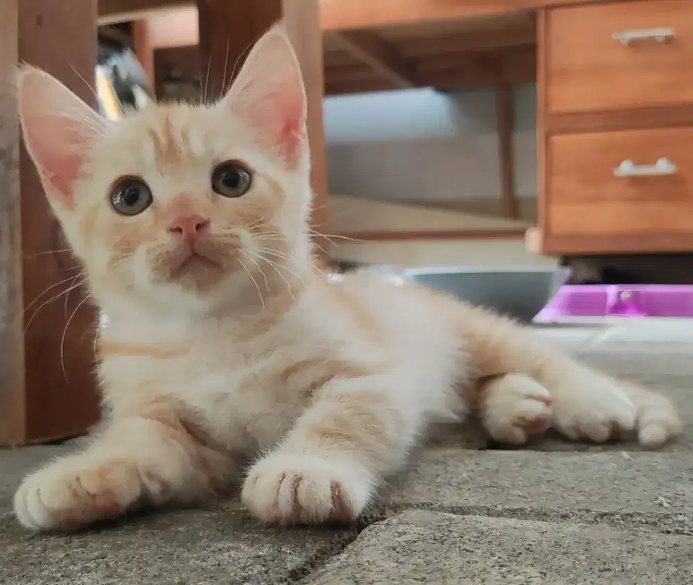 Kucing munchkin jantan / kaki pendek