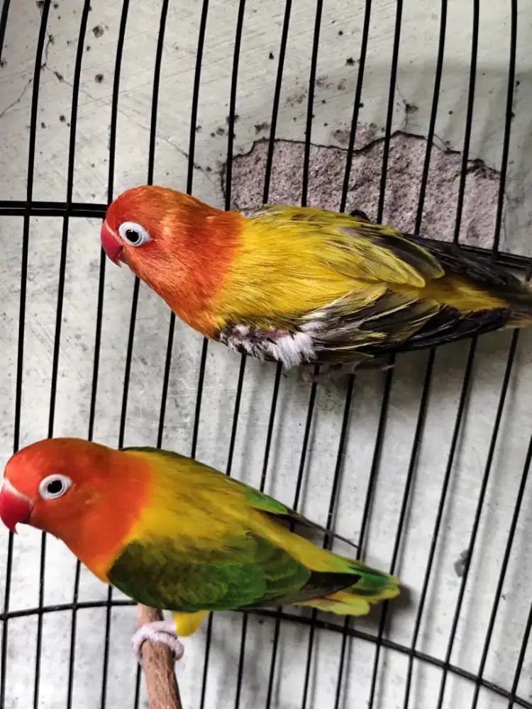 Lovebird indukan aktif
