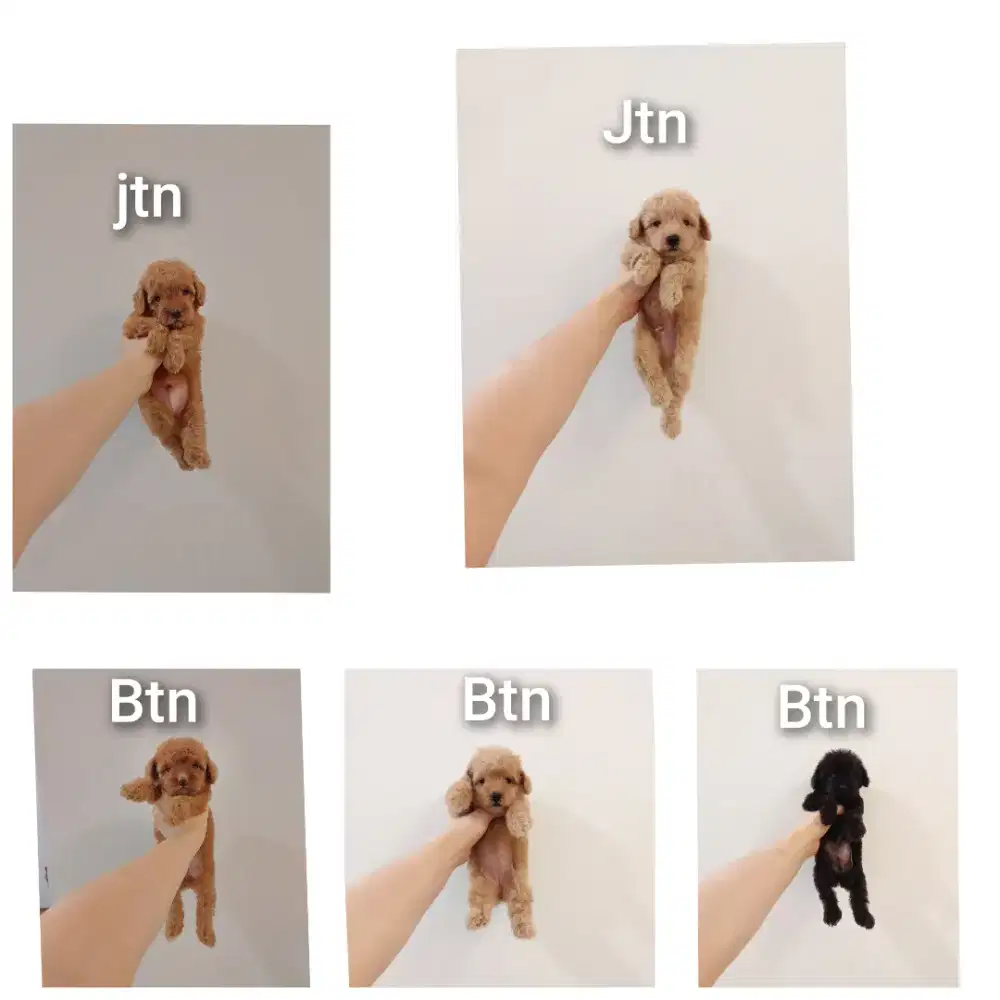 puppy poodle bersurat !!! no php !!!